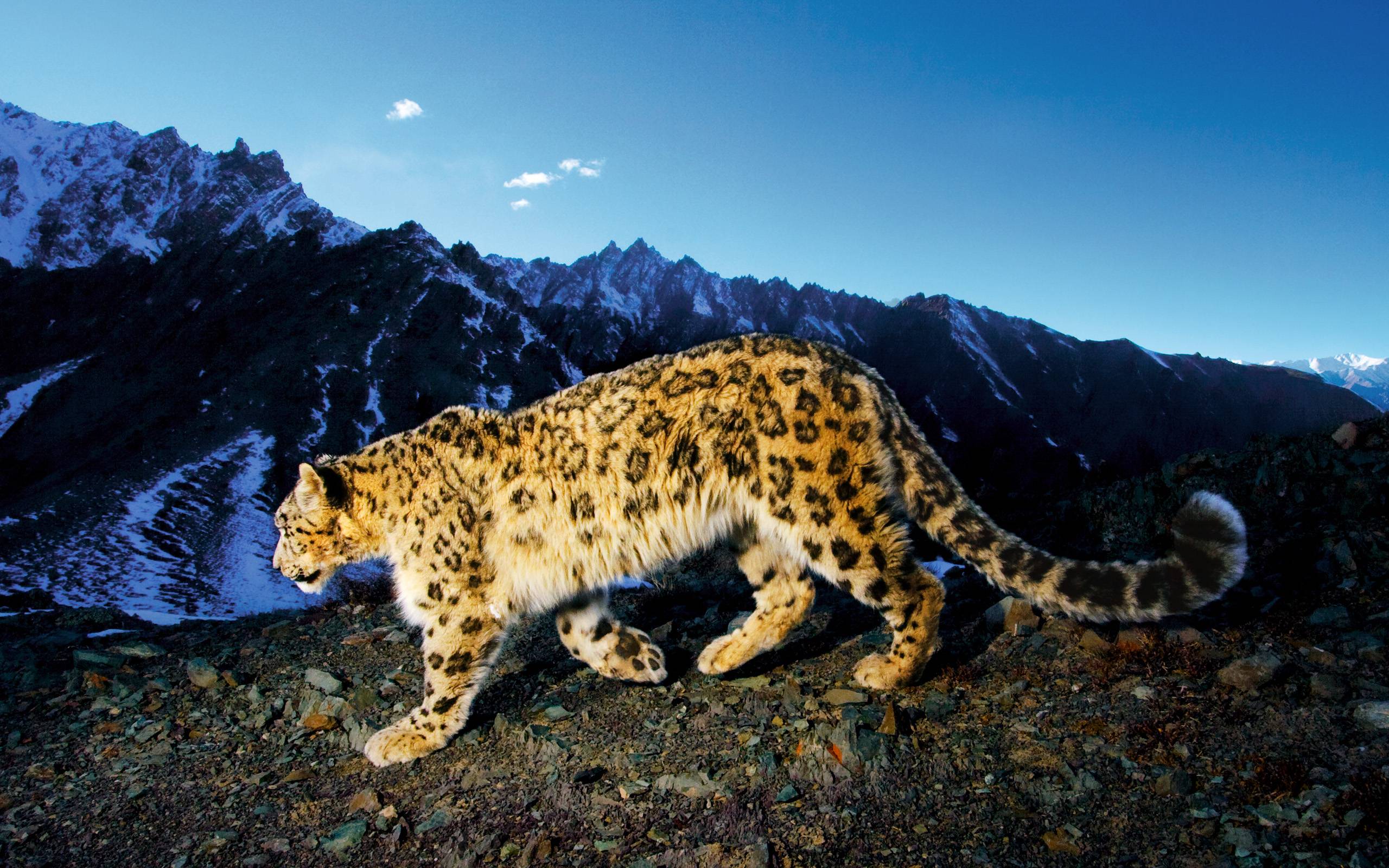 Download os snow leopard